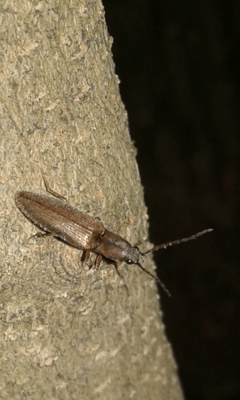 Elateridae : Synaptus filiformis? No, Athous gr. bicolor